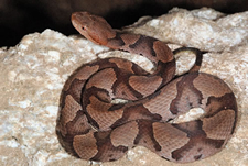 Copperhead Snake