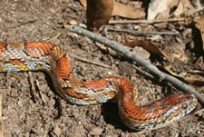 Corn Snake