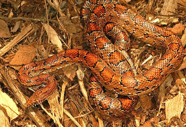 Corn Snake