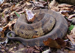 Cottonmouth (Water Moccasin)