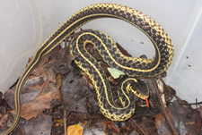 black snake with yellow stripes