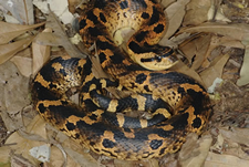 Eastern Hognose Snake