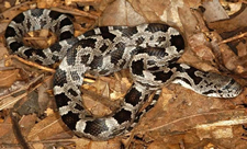 Juvenile Black Rat Snake - Photo by Ed Pivorun