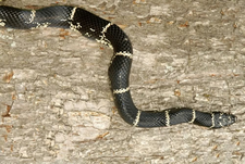 Eastern Kingsnake