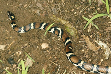 Milk Snake