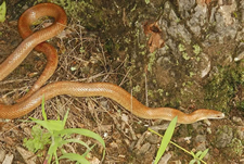 Mole Kingsnake