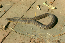 Northern Water Snake