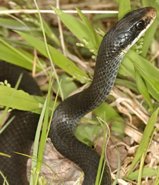 Black Racer