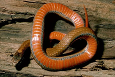 Redbelly Snake