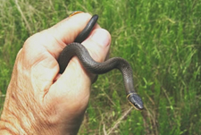 Ringneck Snake