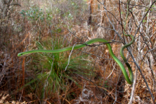  Serpente verde ruvido