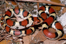 Scarlet Snake