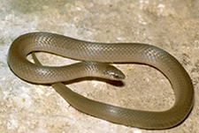 Smooth Earth Snake