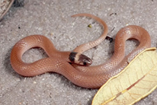 Southeastern Crowned Snake