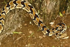 Timber Rattlesnake