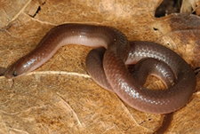 Worm Snake