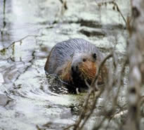 SCDNR - Mammal - Species - Beaver