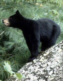 Black Bear