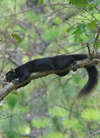 Southern Fox Squirrel