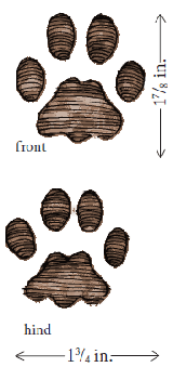 SCDNR - Mammal - Species - Bobcat