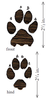 Coyote tracks