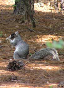 Gray Fox Squirrel