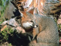 Grayfox