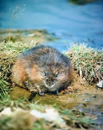 Muskrat