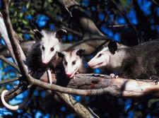 opossum