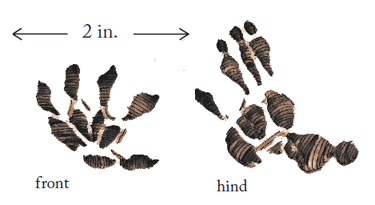 Opossum tracks