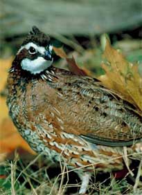 Bobwhite quail