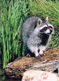 Raccoon