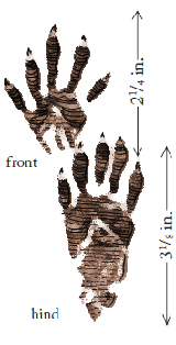 Raccoon Tracks