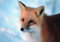 Red fox