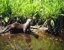 River Otter