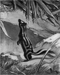 Coyote Spotted Skunk