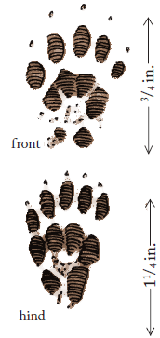 Spotted Skunk tracks