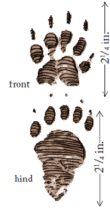 Striped Skunk Tracks