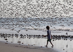 Child walking too close to a group of birds feeding on a beach