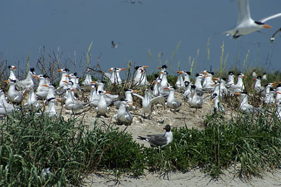 Coastal Birds gathered amongst beach grasses
