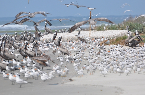 Coastal Birds at low tide