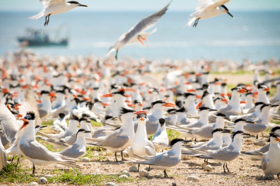 Coastal Birds gathered amongst beach grasses