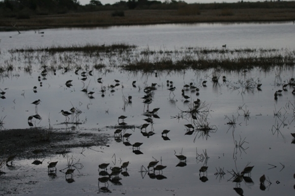 Shorebirds at sunset