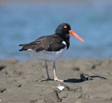 American Oystercatcher