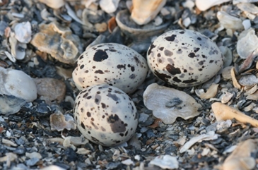 American Oystercatcher eggs