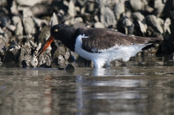 American Oystercatcher hunting