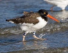 American Oystercatcher with bands