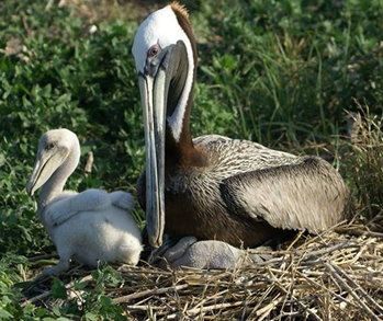 Pelican and gulls watching surf
