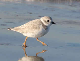 Piping Plover