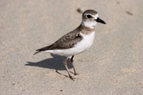 Wilson's Plover, Female